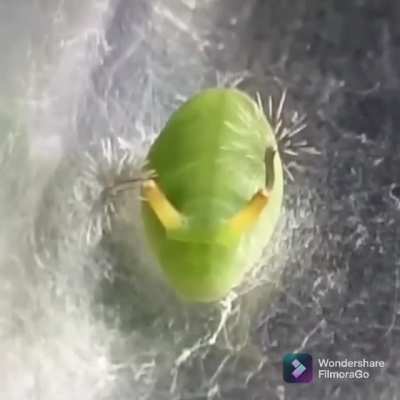 This caterpillar has a hidden weapon