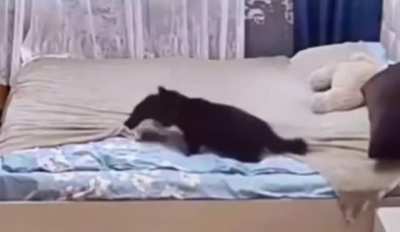 Mum telling the little kitty off and fixing the mess it made
