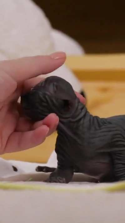 Sir, I got E.T instead of a wunk 😠
