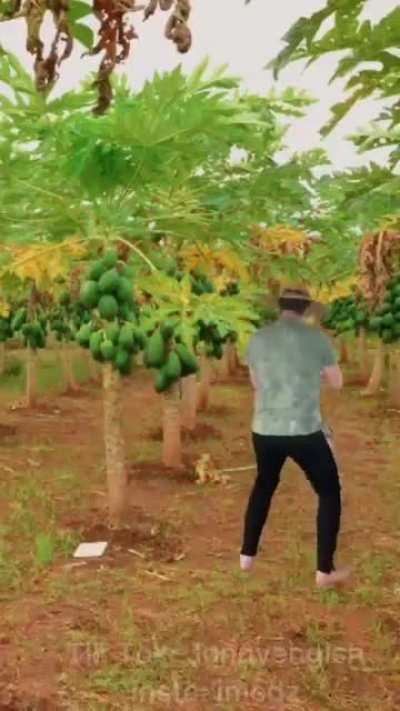 Bane to this existence PAPAYA