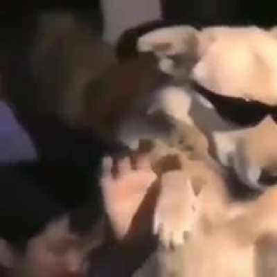 Perro