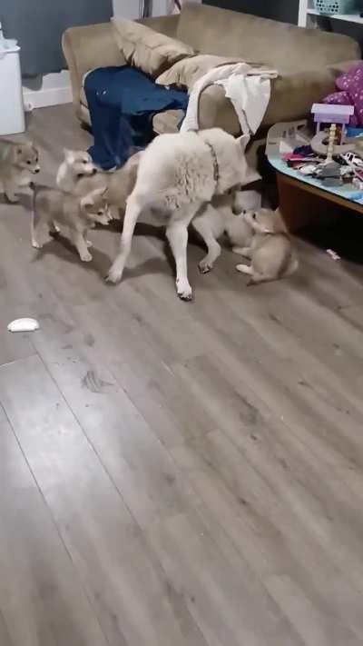 ''How many times do i have to tell you that i cannot produce milk! Im your dad you gremlins!'' Go to your mom!