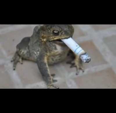 Smokin animals