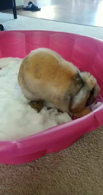 He thinks he could survive in the wild because he pushed around the snow and found some pellets and leaves. I'll let him dream :)