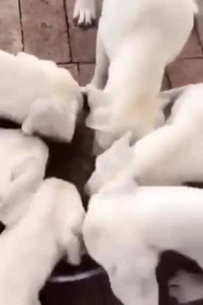 S P E E N