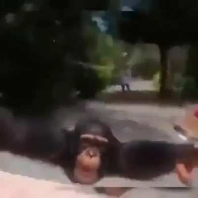 Wholesome Chimp