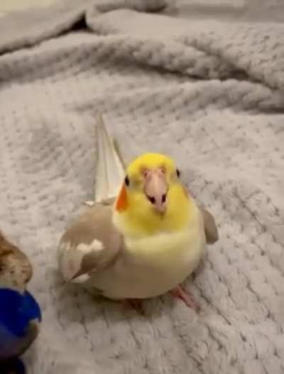 Cockatiel Drops a Beat - Cookie Song