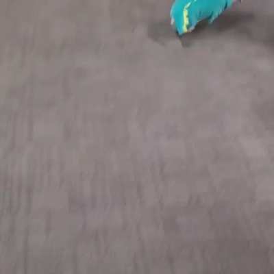 My Margot loving her new dino costume