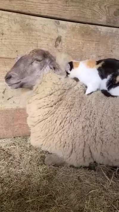 Cute cuddle buddies
