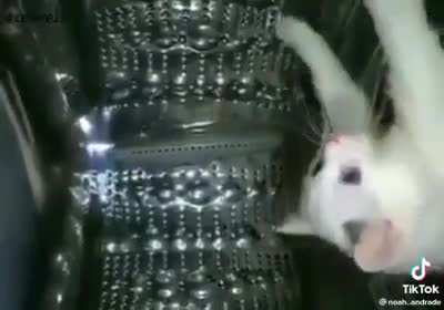 cato