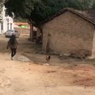 WCGW kicking dust on a chicken.