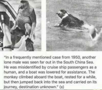A monke's journey