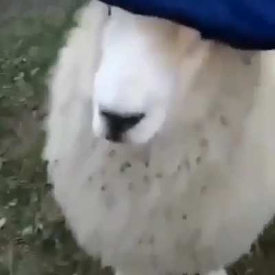 Boinita fififi