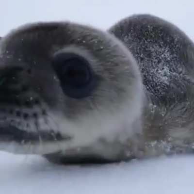 Can’t touch marine mammals. but man do I want to boop that snoot
