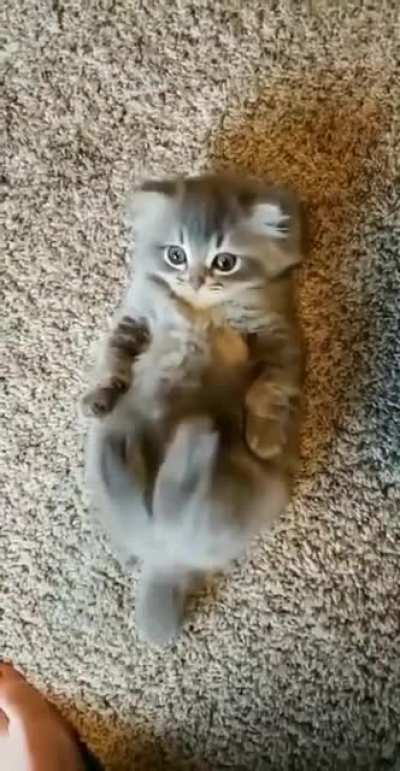Pet the dammmmmmmmmmmmmmmmmmmmmmmmmmmmmm cat