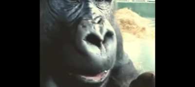 Posting a video of a gorilla eating an apple every day until I get a girlfriend. Day 3