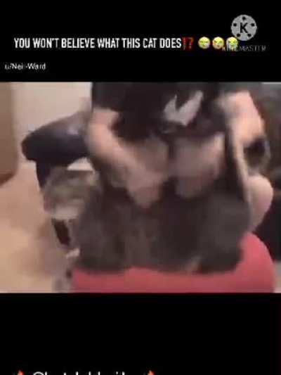 Iraqi cat kitty ⁉️ halal 360p quality