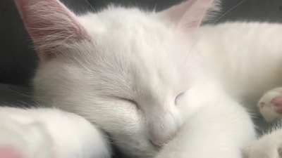 She answers to her name even in her sleep. and yes, her name is Kat