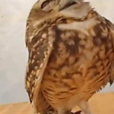 Rescue 🦉