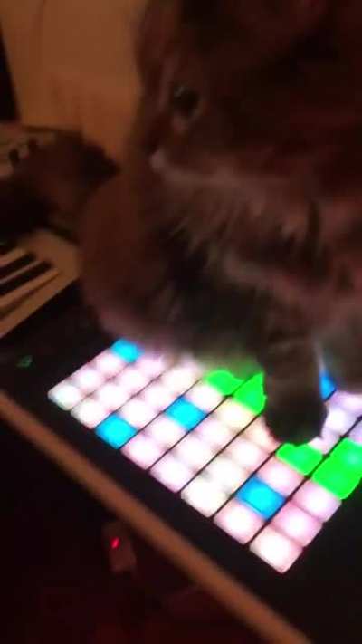 Popular cat musican with his famous track: 