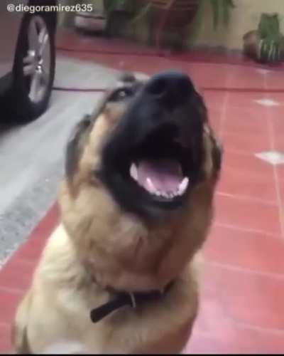 🐶