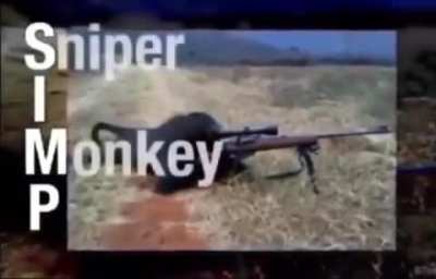 SIMP