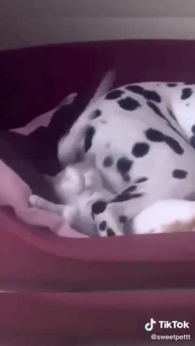 Happy dog