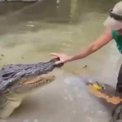 I'm busy croc