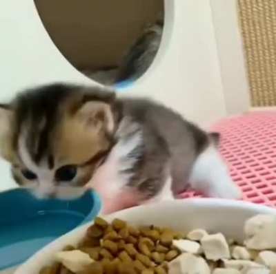 When you haven't learned scritches yet