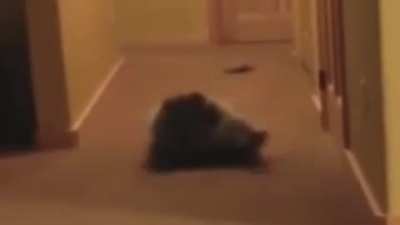 Blursed_Racoon