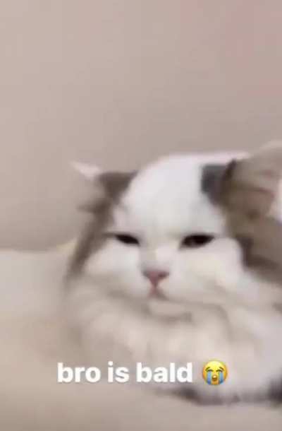 🧑‍🦲Wunkus