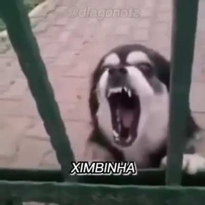 qual cachorro vcs gostaria ?