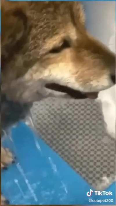 Definitely one of the best dog screams I’ve heard