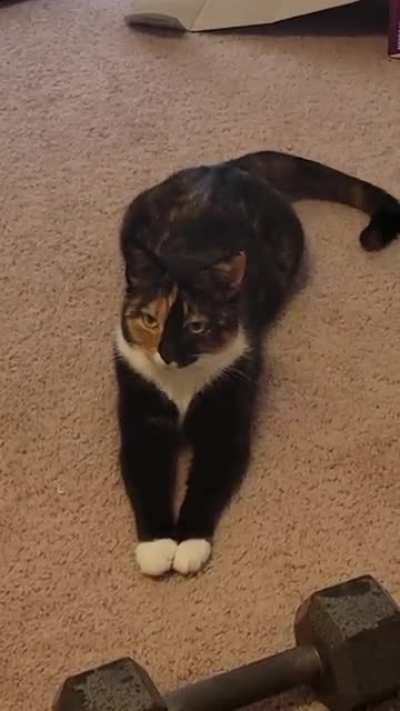 my kitty con carne