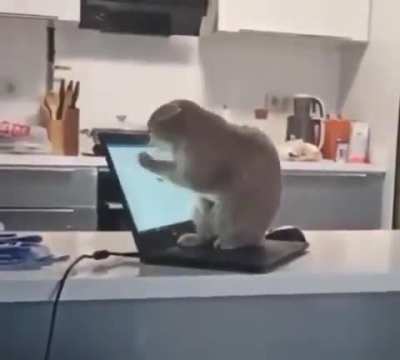 #CatsVsTechnology 😹😹😹
