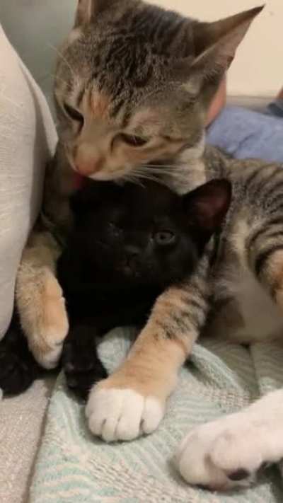 Wife and I got a new fur baby for our older cat since we both got jobs and won’t be home. This is just one week after meeting!