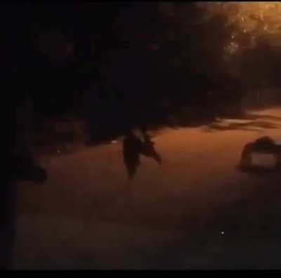 Someone caught this on a home security camera in my country (Costa Rica)