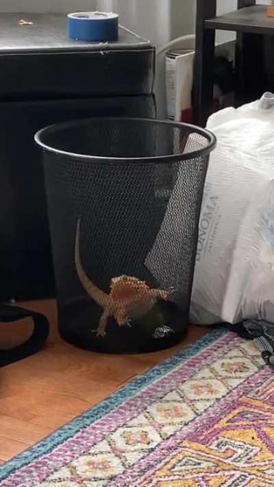 Sméagol put herself in the trash (again)