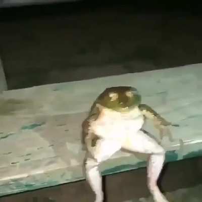 Rana