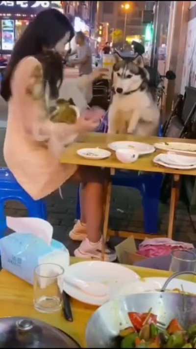 ABSOLUTE MADDOG