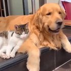 Bestfriends