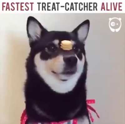 Вжух! То есть, чафк!