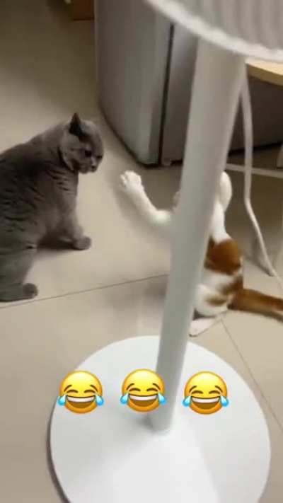 Grey Chonker throwing down