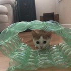And Stanley carefully catculates the pounce.