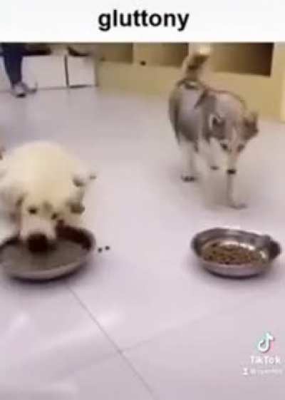 dog