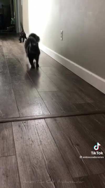 Gotta love how excited pets get when it's time for treats