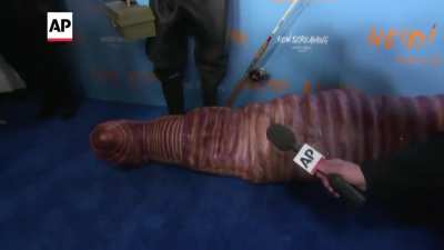 become worm