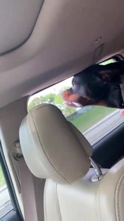 Kuma loves road trips