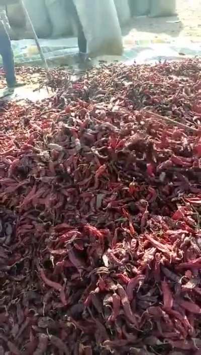 Why washing your dried chilies is important