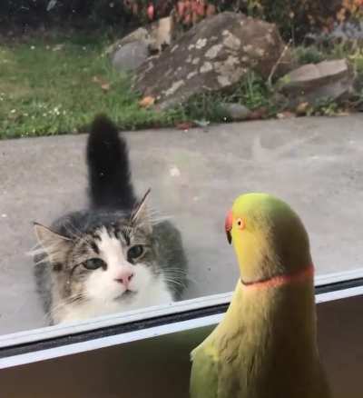 The cat is not looking to play peekaboo